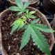 Photo of a marijuana plant