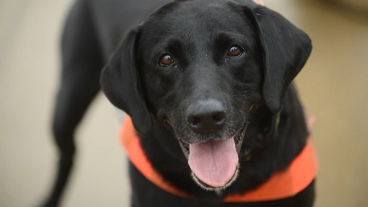Photo of Howard, a TSA explosives-detection dog