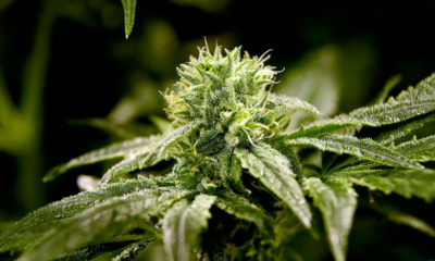 Photo of marijuana plant
