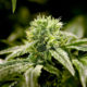 Photo of marijuana plant