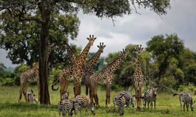 Photo of giraffes and zebras