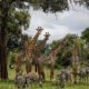 Photo of giraffes and zebras