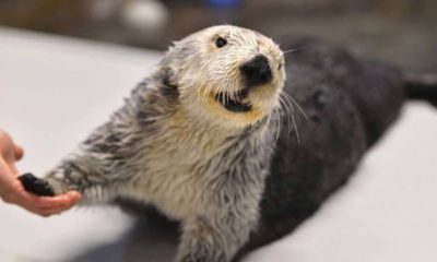 Photo of Charlie the oldest sea otter in captivity