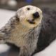 Photo of Charlie the oldest sea otter in captivity
