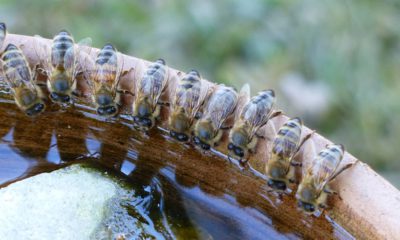 Photo of bees drinking water