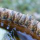 Photo of bees drinking water