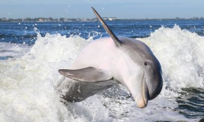 Photo of dolphin swimming