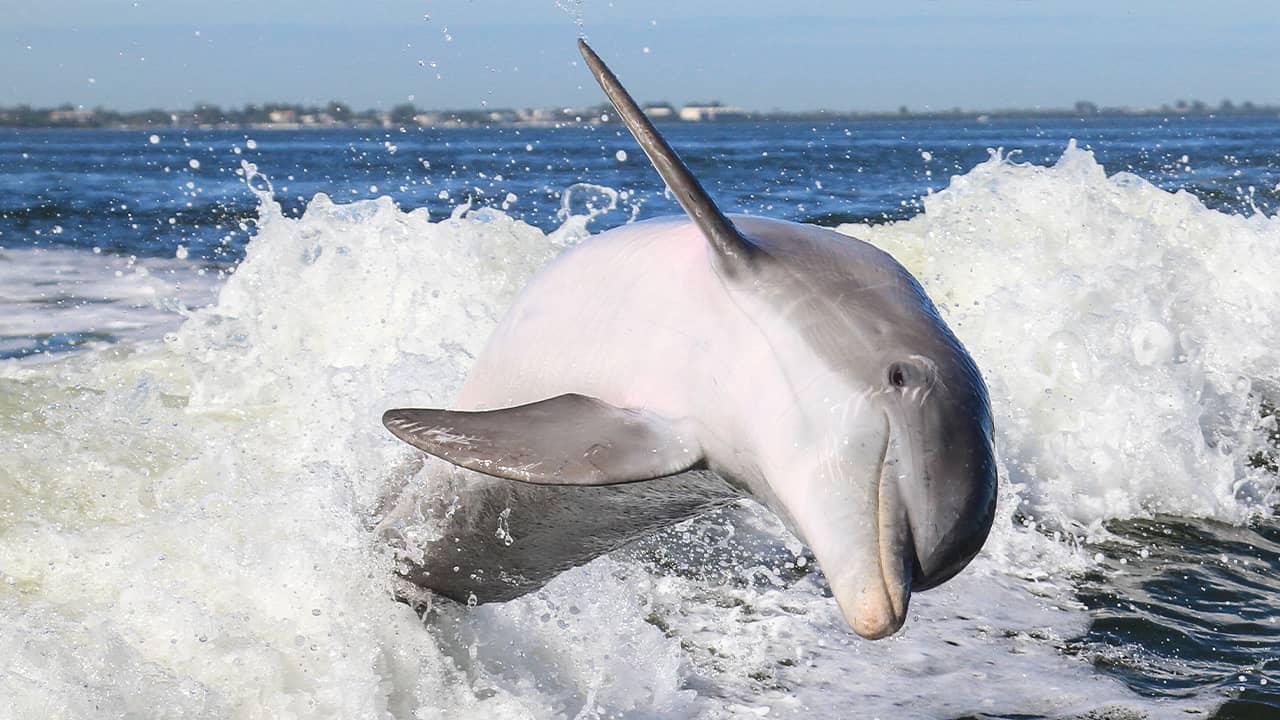 Photo of dolphin swimming