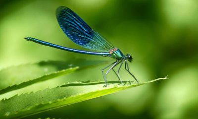 Photo of a dragonfly on a leaf