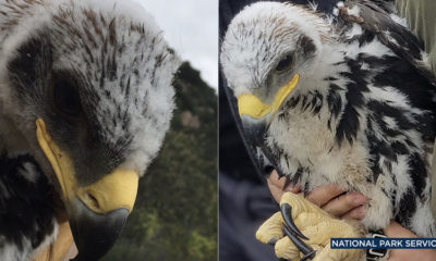 Two photos of golden eagle chicks