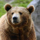 grizzly bear
