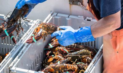 Photo of a fisherman separating lobsters