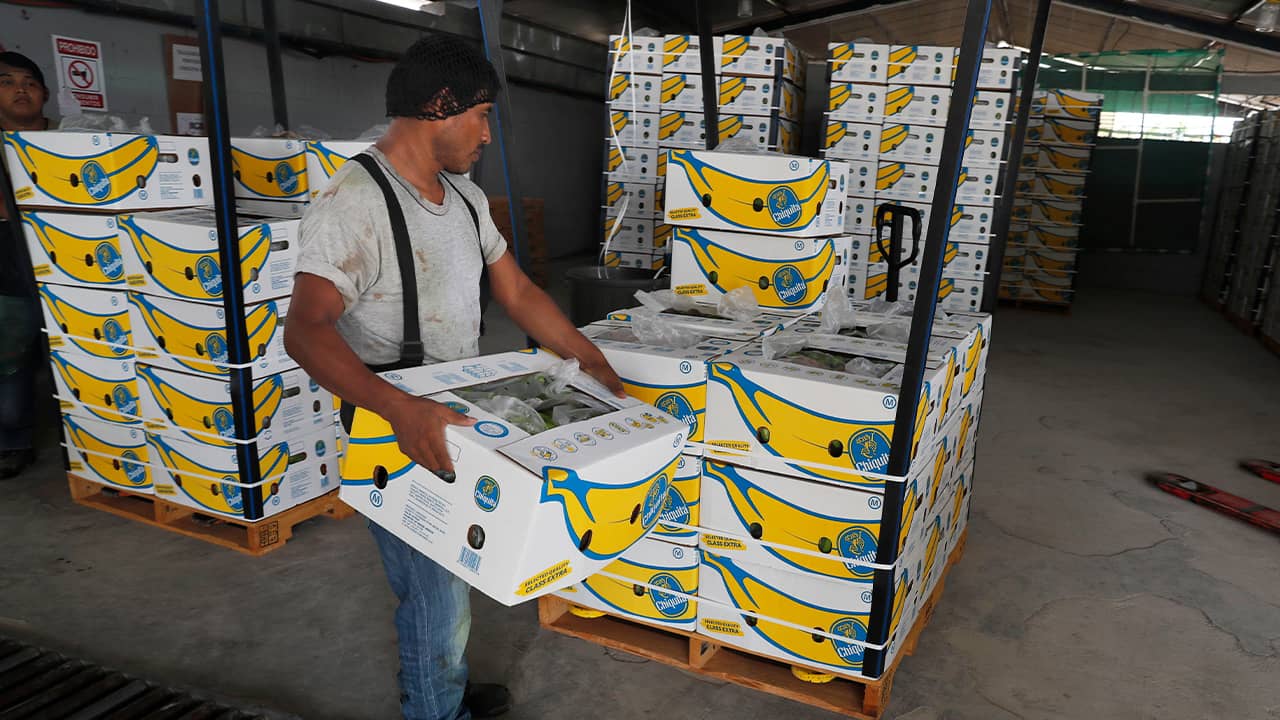 Photo of a worker stacking boxes of bananas