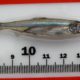 Picture of a delta smelt placed above a ruler