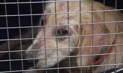 Photo of a dog looking from a cage