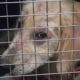 Photo of a dog looking from a cage