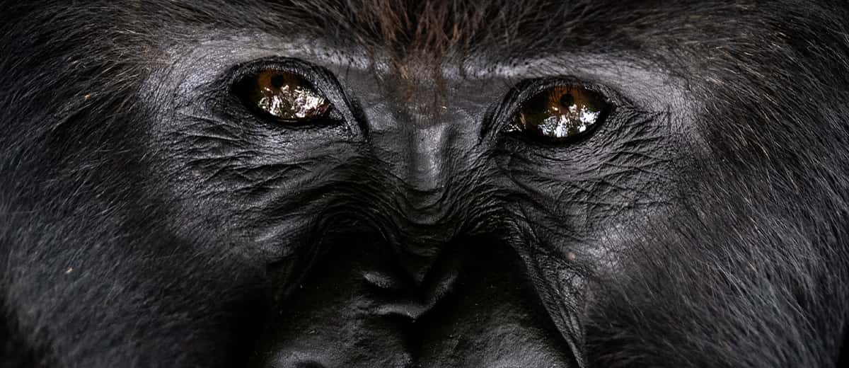 Photo of a silverback gorilla