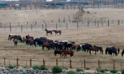 Photo of mustangs roam in a corral