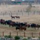 Photo of mustangs roam in a corral