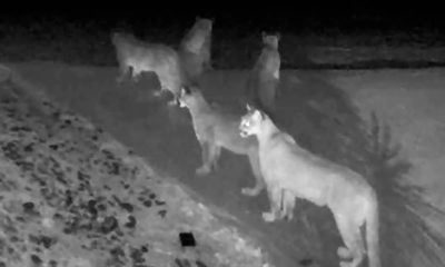 Photo of mountain lions