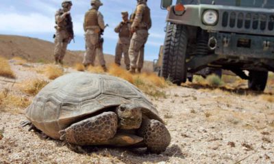 Photo of a a desert tortoise
