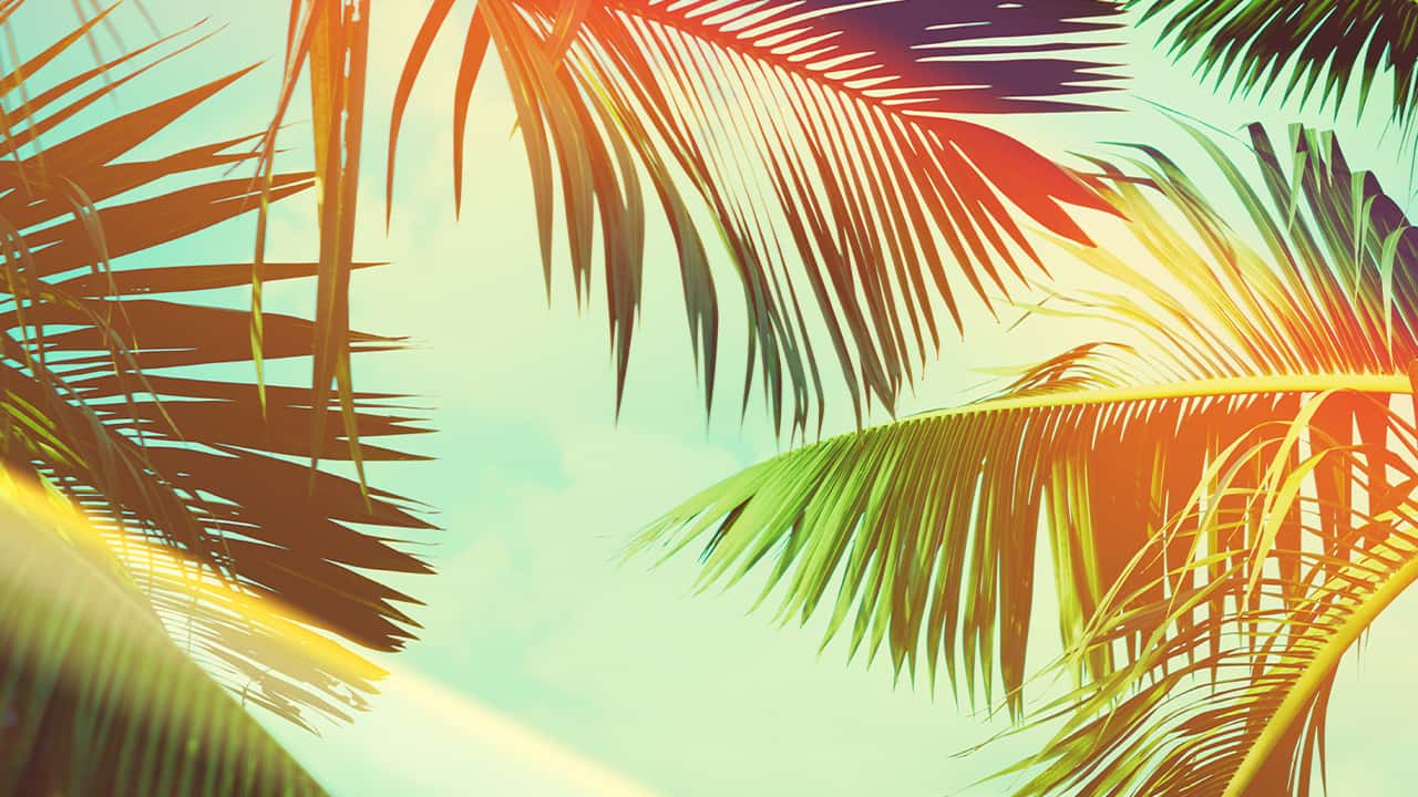 Image of coconut palm trees